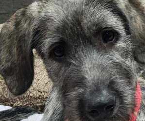 Irish Wolfhound Puppy for sale in RIVES JUNCTION, MI, USA