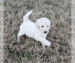 Small Photo #3 Goldendoodle Puppy For Sale in CARTHAGE, TX, USA