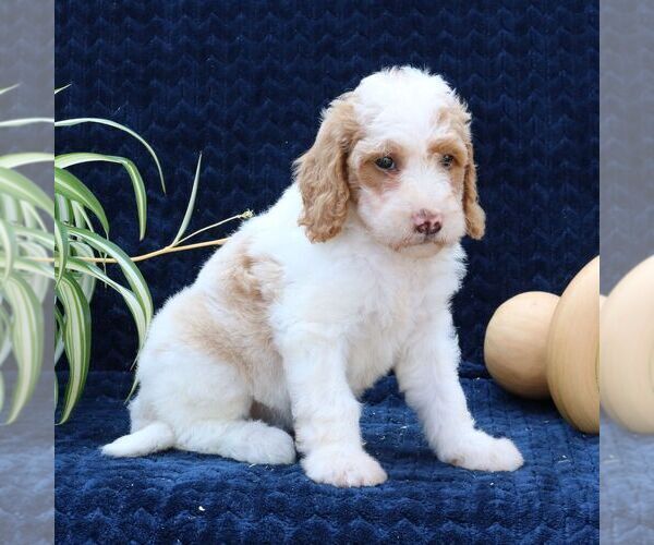 Medium Photo #2 Goldendoodle Puppy For Sale in NARVON, PA, USA