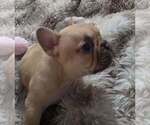 Small #4 French Bulldog