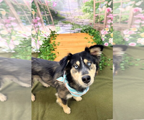 Medium Photo #2 Anatolian Shepherd-Australian Shepherd Mix Puppy For Sale in Bryant, AR, USA