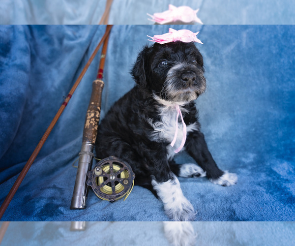 Medium Photo #5 Portuguese Water Dog Puppy For Sale in NAMPA, ID, USA
