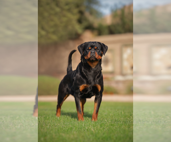 Medium Photo #1 Rottweiler Puppy For Sale in SAN TAN VALLEY, AZ, USA