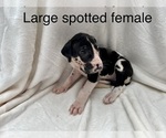 Small Photo #13 Great Dane Puppy For Sale in OKLAHOMA CITY, OK, USA