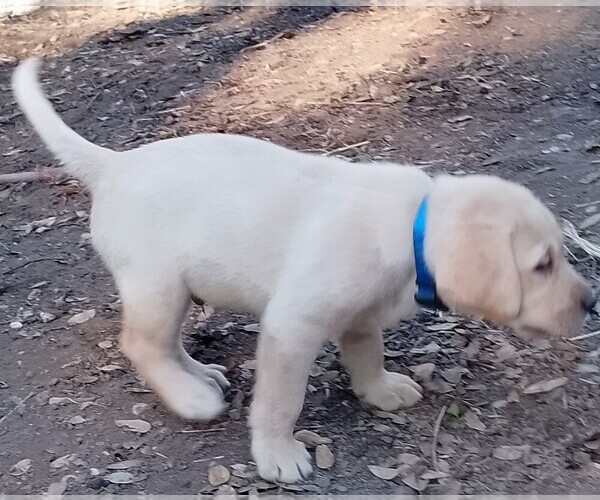 Medium Photo #11 Labrador Retriever Puppy For Sale in IONE, CA, USA