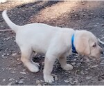 Small #2 Labrador Retriever