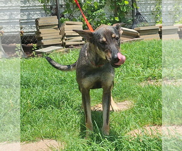 Medium Photo #3 Mutt Puppy For Sale in Wetumpka, AL, USA