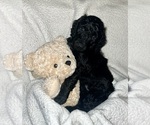 Puppy 9 Poodle (Standard)