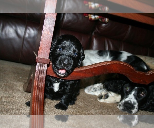Medium Photo #6 Spangold Retriever Puppy For Sale in OLALLA, WA, USA