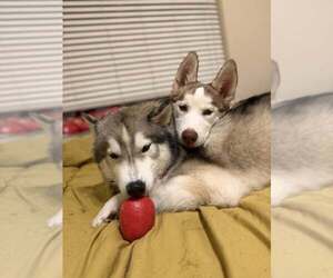 Jinx - Female Siberian Husky-Unknown Mix Dog for Adoption - Photo #3