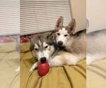 Small Photo #3 Siberian Husky-Unknown Mix Puppy For Sale in Raleigh, NC, USA