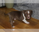 Small Photo #6 American Bully Puppy For Sale in IUKA, MS, USA