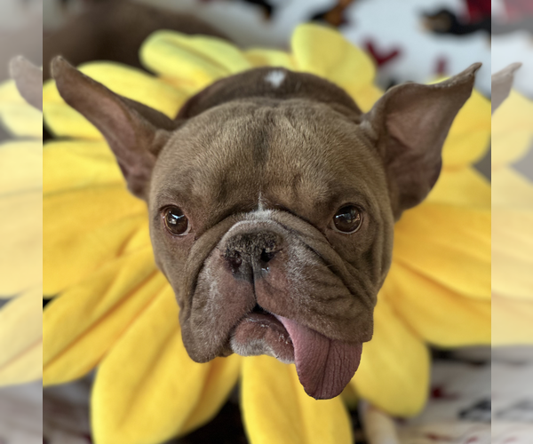 Medium Photo #1 French Bulldog Puppy For Sale in Weston, FL, USA