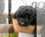 Small Photo #6 Aussiedoodle Puppy For Sale in MARION, TX, USA
