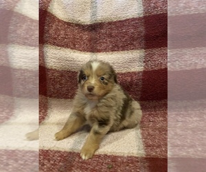 Australian Shepherd Puppy for sale in EXETER, MO, USA