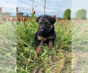 German Shepherd Dog Puppy for sale in LATTA, SC, USA