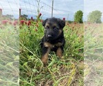 Small German Shepherd Dog
