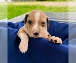 Small Photo #7 Catahoula Leopard Dog-Unknown Mix Puppy For Sale in YELLVILLE, AR, USA