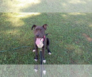 Labrador Retriever-Unknown Mix Dogs for adoption in Chandler, AZ, USA