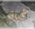 Small Photo #4 Boerboel-Cane Corso Mix Puppy For Sale in TOMBALL, TX, USA