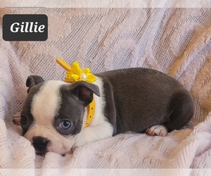 Boston Terrier Puppy for sale in POMEROY, OH, USA