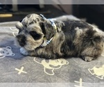 Small #3 Schnauzer (Miniature)