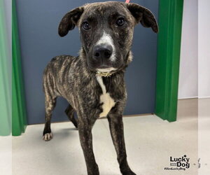 Javier - Male Mutt Dog for Adoption - Photo #2