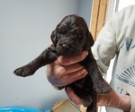 Puppy Puppy 8 Labradoodle