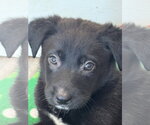 Small #3 Labrador Retriever Mix