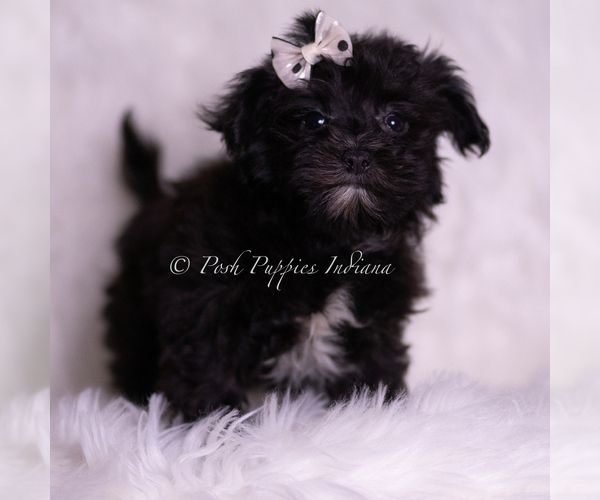 Medium Photo #40 Morkie Puppy For Sale in WARSAW, IN, USA