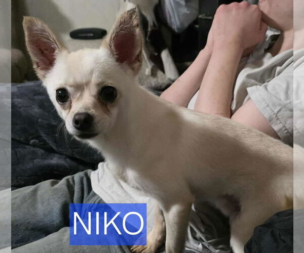 Medium Photo #1 Chihuahua-Unknown Mix Puppy For Sale in Minneapolis, MN, USA