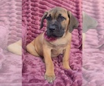 Small Photo #1 Cane Corso Puppy For Sale in MINERAL WELLS, WV, USA