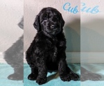 Small Photo #1 Goldendoodle Puppy For Sale in BONITA SPRINGS, FL, USA