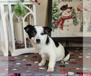Chiranian Puppy for sale in INDIANAPOLIS, IN, USA