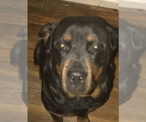 Mother of the Rottweiler puppies born on 12/20/2020