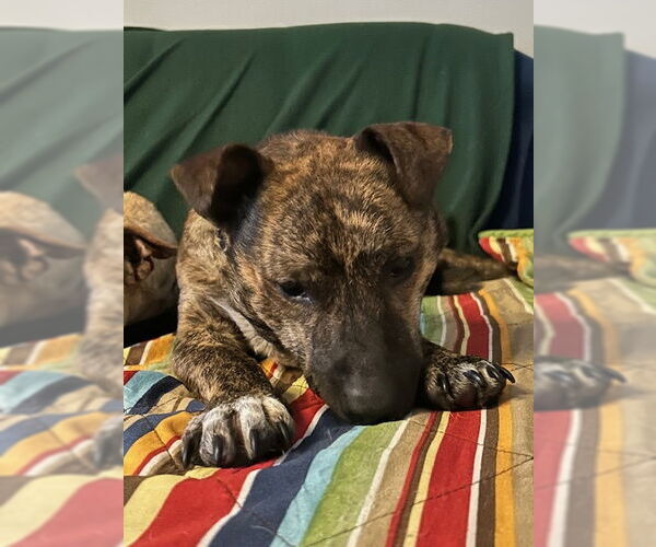 Medium Photo #8 Mutt Puppy For Sale in Rockaway, NJ, USA