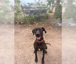 Small #4 Great Dane-Labrador Retriever Mix