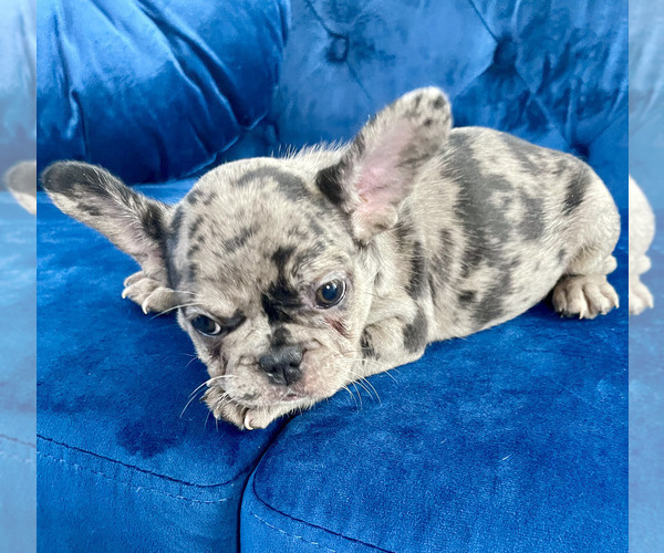Medium Photo #3 French Bulldog Puppy For Sale in SCREVEN, GA, USA