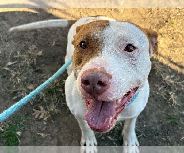 Medium Photo #1 Mutt Puppy For Sale in Tulsa, OK, USA