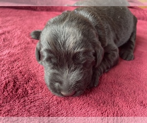 Labradoodle Puppy for sale in WILLIAMSTOWN, KY, USA