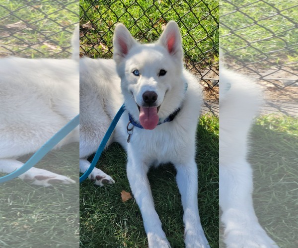 Medium Photo #22 Huskies -Unknown Mix Puppy For Sale in Sandy, UT, USA