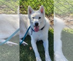 Small #21 Huskies  Mix