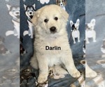 Image preview for Ad Listing. Nickname: Darlin