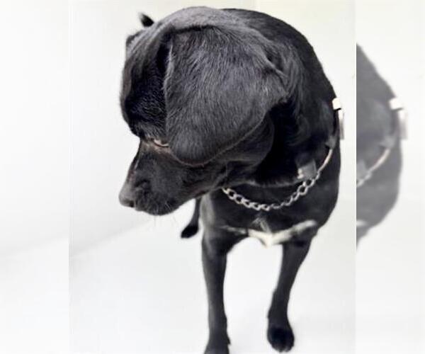 Medium Photo #1 Chug Puppy For Sale in Houston, TX, USA