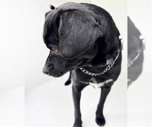 Chug Dogs for adoption in Houston, TX, USA