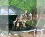 Small Photo #51 French Bulldog Puppy For Sale in DENVER, CO, USA