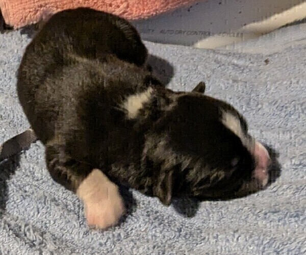 Medium Photo #5 Australian Shepherd Puppy For Sale in SYLVA, NC, USA