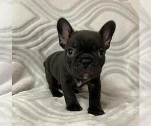 French Bulldog Puppy for sale in JOHNS ISLAND, SC, USA