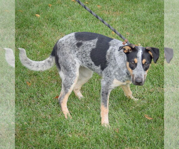 Medium Photo #3 Mutt Puppy For Sale in Huntley, IL, USA