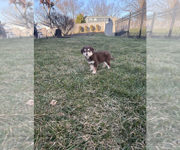 Medium Photo #3 Dachshund-Siberian Husky Mix Puppy For Sale in Aurora, IN, USA